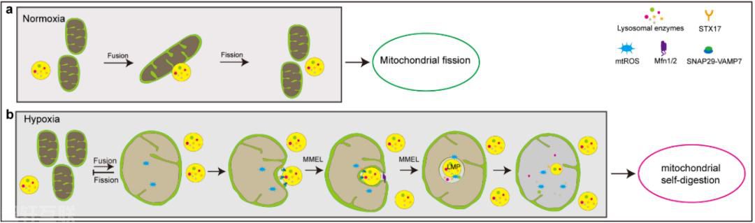  线粒体与溶酶体：细胞中的能量工厂与清道夫(图2)