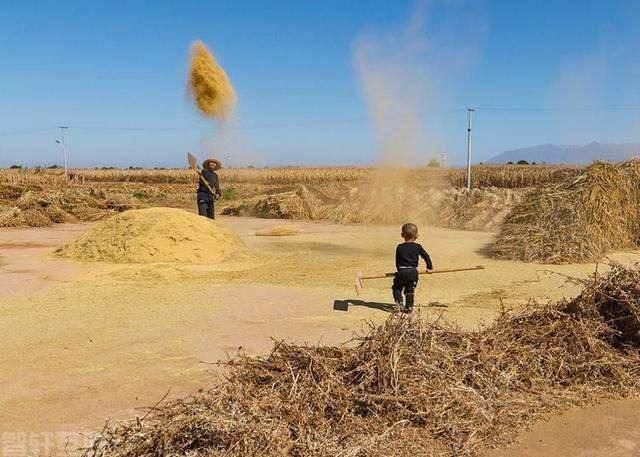  乡村场院的忙碌生活(图3)