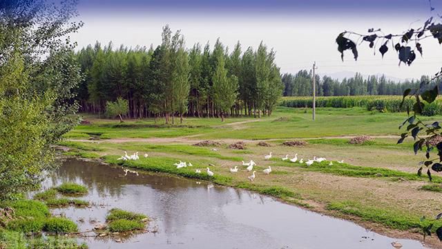  林西镇：打造生态文明样板，守护绿色家园(图3)