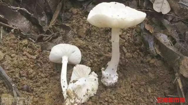  食用野生蘑菇要小心，中毒可能导致肾衰竭(图2)