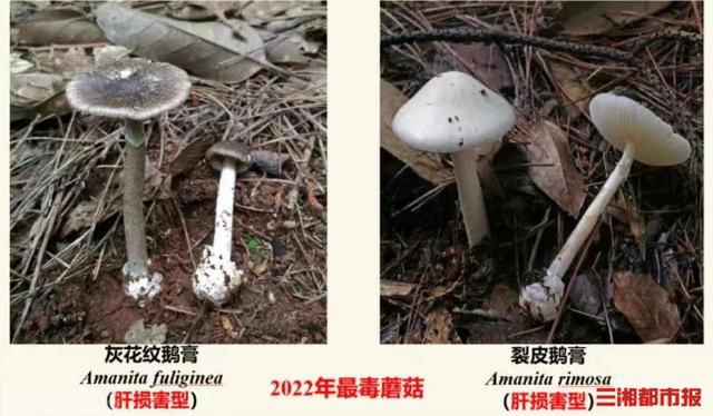  食用野生蘑菇要小心，中毒可能导致肾衰竭(图3)