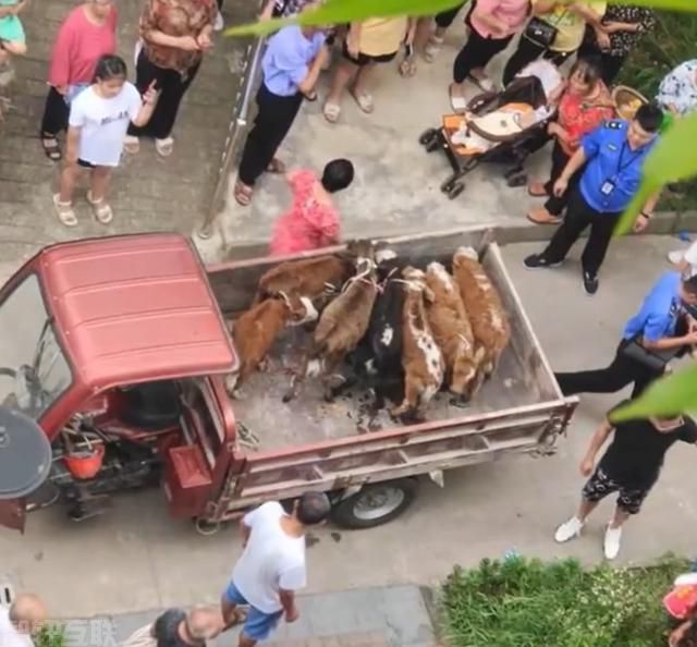  突发：南充一小区业主养牛引发争议(图3)