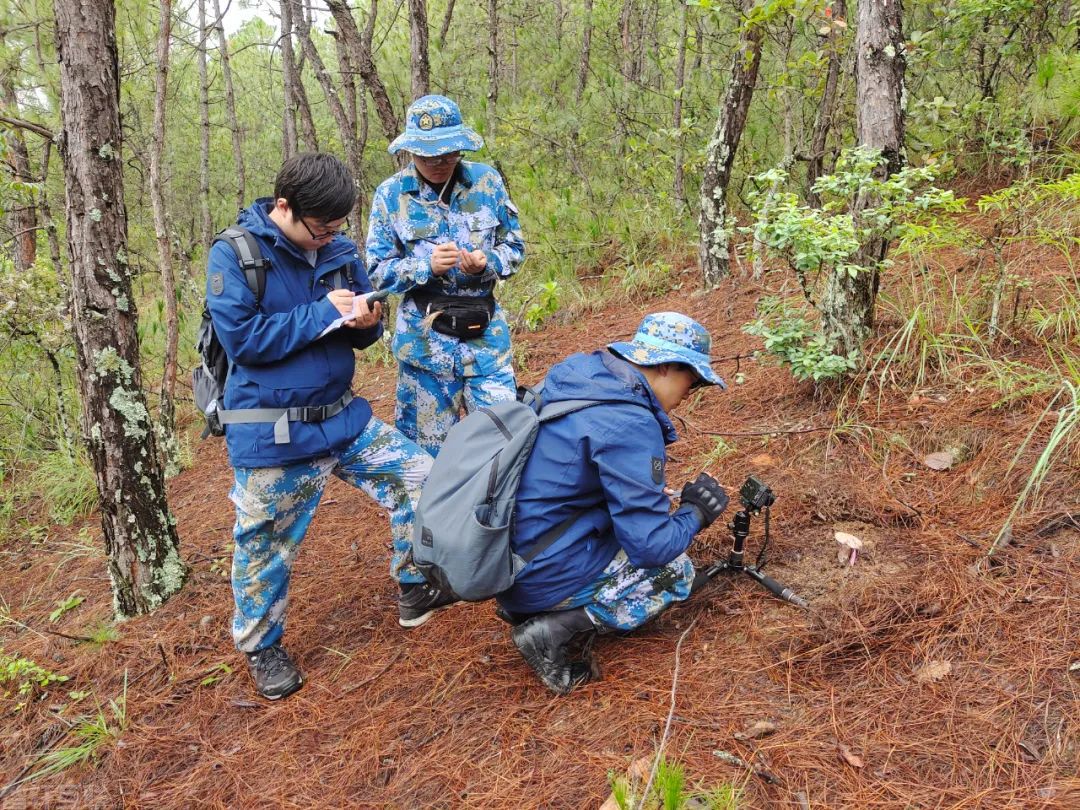  保护大理巍山青华绿孔雀省级自然保护区的努力(图3)