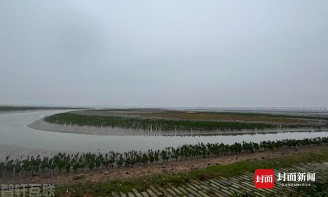  海岸红树林：自然灾害综合风险普查的防护利器(图1)