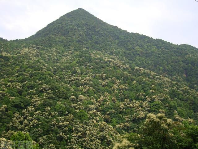  广东平远龙文—黄田省级自然保护区：生态宝地的壮丽(图2)